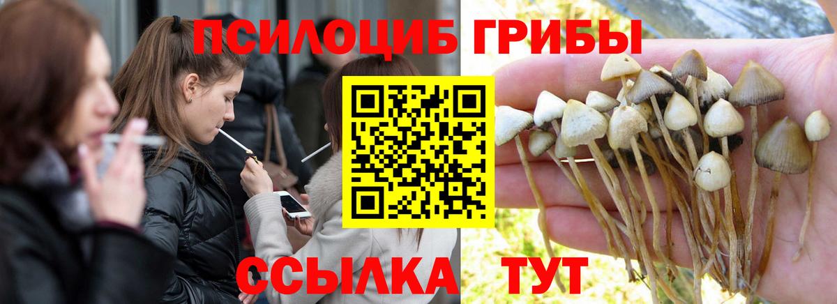 Каспийск  Псилоцибиновые грибы Psilocybe  Псилоцибиновые грибы прущие грибы  Вход с VPN 
